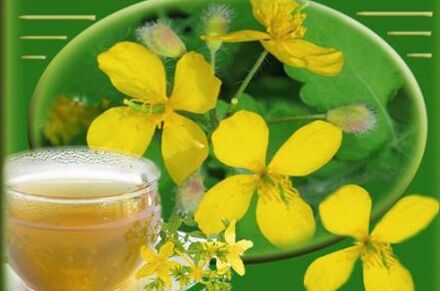 celandine herb decoction for fungus